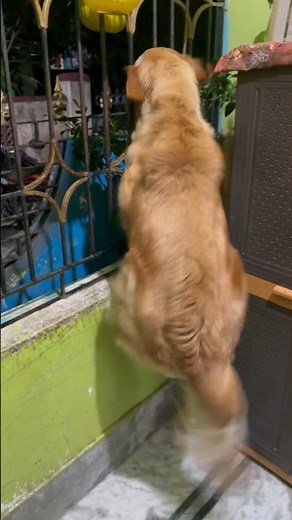 Dog barking || Golden retriever || Golden retriever barking || dog sound