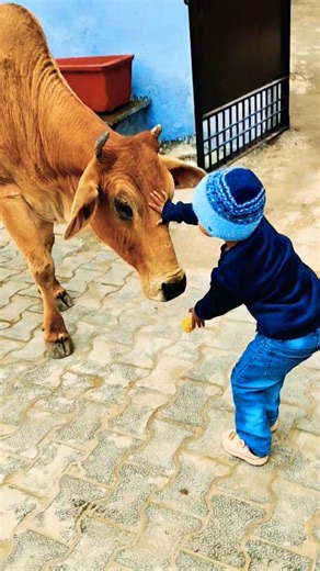 Unlikely friends: a Calf and a Golden Retriever Share Biscuits! 🐶🐮 #shorts #youtubeshorts #calf #dog