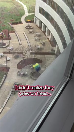 Discovering the Truth About Apples