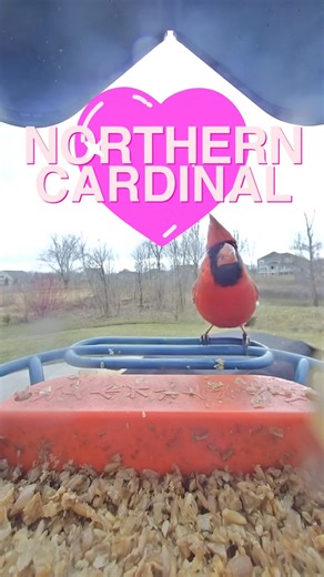 Northern Cardinal Close-Up 🔥 Backyard Beauty