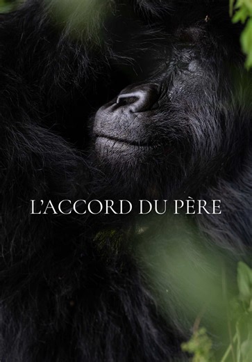 Rencontre inoubliable avec un bébé gorille