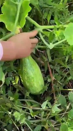 harvesting fresh light green marrow squash from the vegetable garden among the green leafy plants