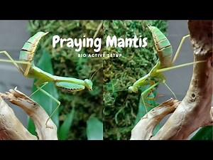 Magical plants - Praying Mantis Bioactive terrarium set up