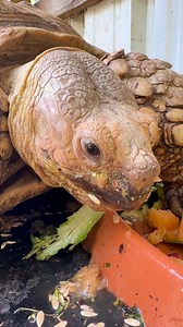 7.7K views · 1.6K reactions | Take a moment with sulcata tortoises,...