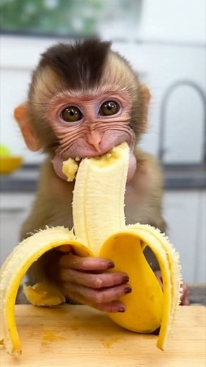 We Gave Him a Banana as Big as His Head... Chaos Ensued | Monkey Mean Mean