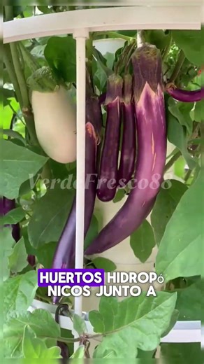 Descubrí cómo tener tu propia huerta hidropónica en casa🌱💧#hidroponia #agriculturaregenerativa