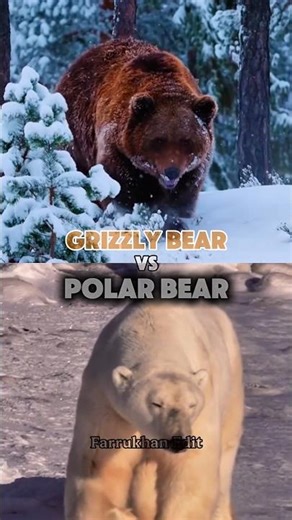 Grizzly bear vs Polar bear
