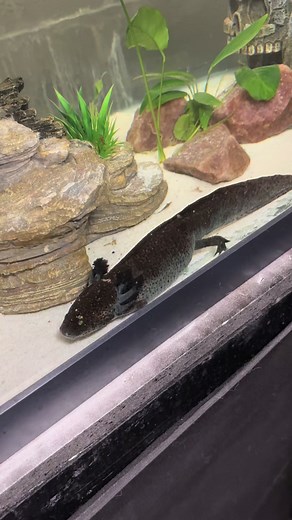Understanding Gender Differences in Axolotls