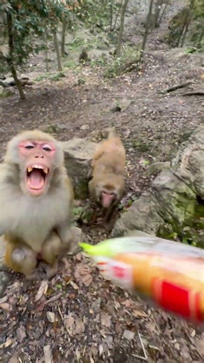 A Chinese man feeding bread to a monkey 🐒🍞