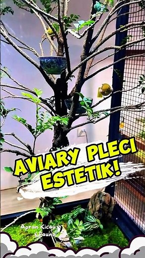Aesthetic Pleci Mini Aviary in the Living Room! 😍 #shorts #aviarymini
