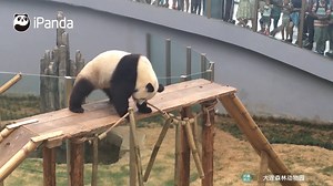 Give this adorable panda custom-made chimes, she may become a musical prodigy someday. Watch full video here: https://youtu.be/Px_gcL_jHnM All history episodes of Panda Billboard: https://goo.gl/y84WDY #PandaBillboard #CCRCGP | iPanda