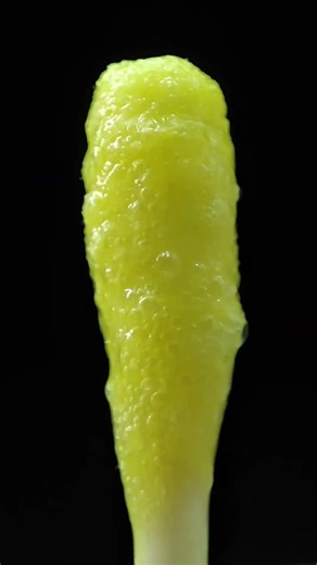 4 Cotton Swabs With Baking Soda React In Satisfying Chemistry Experiment