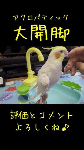 脚をここまで広げるオカメインコ 見たことある？【たまちゃんねる】