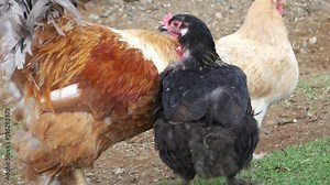 Free range male and female chickens on a grassy area in Iceland.