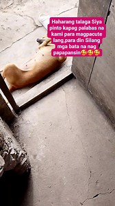 Oo na kuha mo na loob namin heide!! #animallover #doglover #dog | Roshelle Arcadio Galanay