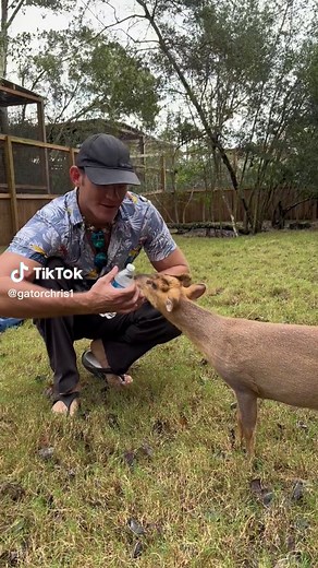 Meet Gary, the Tiny Muntjac Deer | Unique Species Encounter!