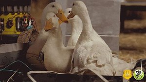 Agent Olympia finally learns the truth about her partner, Agent Otis. And it has to do with these ducks... Watch the story unfold on ODD SQUAD, Thursday, 3/21 on PBS KIDS (check local listings). | Fred Rogers Productions