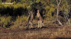 Kangaroos involved in ferocious 'boxing match' - video Dailymotion