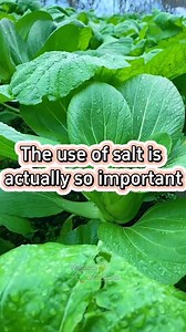 Paggamit ng Asin na importante sa agrikultura | Halaman Kaalaman