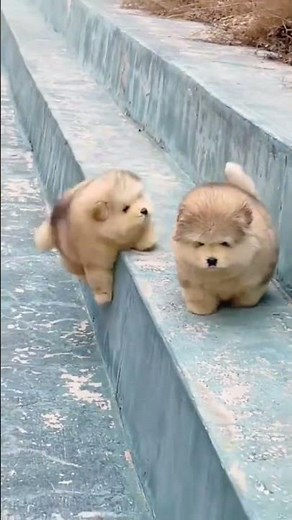 😂 Funniest Dogs Ever | Try Not to Laugh 🐶 | Cute Dog Compilation #funnycaptions #funnycute#funnypost
