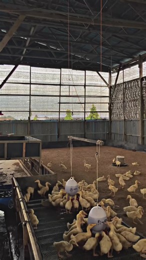 Beginner's Guide to Raising Ducks