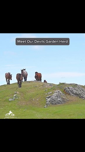 Meet the Devil's Garden boys!In 2018, the U.S. Forest Service captured 932 wild horses from California’s last remaining large herd at the Devil’s Garden Plateau Wild Horse Territory in Modoc National Forest near Alturas, Calif.About 300 older horses ages 10 years and older – including mature stallions and pregnant mares – were placed in jeopardy of being sold to kill-buyers who would transport them to Mexico or Canada for slaughter.RTF joined other advocates in filing a lawsuit seeking to stop t