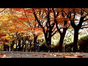 【京都の紅葉】京都府立植物園前の並木（2022年10月31日 京都市左京区）