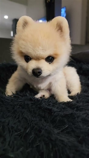 #ガン見する犬#マメすけ #癒し #メンチ切る犬 #pompom #pomeranian #doglover