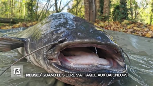 Qu’est-ce que le silure ? Ce poisson qui a happé le pied d’un touriste dans la Meuse à Namur - RTBF Actus