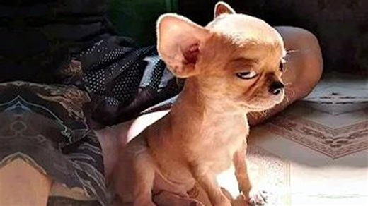 Funny Dogs Show You Their Bad Day – Funniest Dog Videos