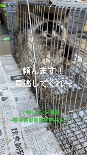 Raccoon capture. Raccoon washing its hands. #raccoon #pestcontrol #YoshidaDisinfection
