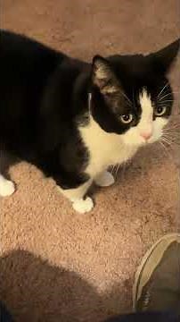 What are you doing Nuggs?