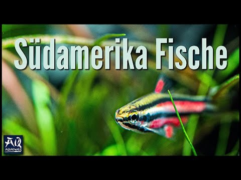 17 verschiedene Fische für ein Südamerika Aquarium | AquaOwner