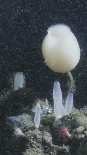 Marine Snow: Nature's Deep-Sea Nutrient Source