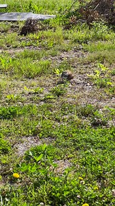 24K views · 1.3K reactions | This is a killdeer. To us, it is a...