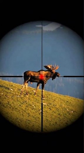 Elk Hunting!
