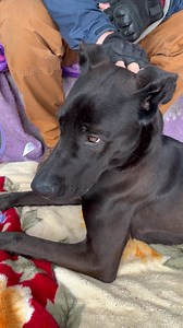 A5609448 River | Great Dane / Labrador Retriever #A5609448 River is...