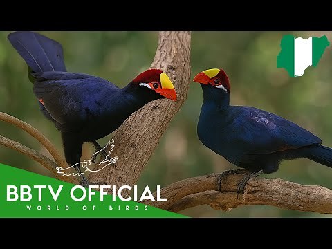 Birds Of Nigeria | Most Beautiful Birds Found in Nigeria You've Never Seen | BBTV Official