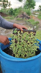 Finally!!! It's transplanting time Tomato transplanting Variety: Surya 111 कृषिमा आत्मिर्भर अभियान 🍀 #hamrofarm #abhiyanbahumukhikrishifarm | Abhiyan Bahumukhi Krishi Farm