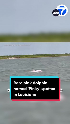 Rare Pink Dolphin 'Pinky' Spotted in Louisiana