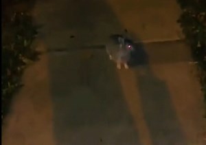 Horny Rabbit Wants Black Pussy