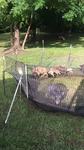 1.8M views · 4.1K reactions | ⭐️⭐️⭐️⭐️⭐️ "Have had 100 percent...