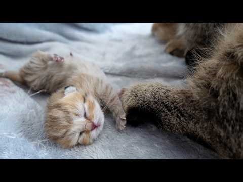 Mother cat Lili's 3-hour-old baby kittens were too cute...