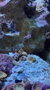 8K views · 279 reactions | Just a cutie jawfish digging a burrow 殺...