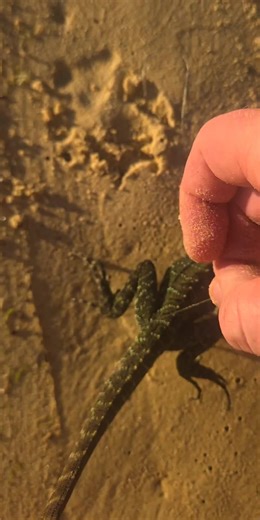 #tiktoklive #livehighlights The moment on my live broadcast that I untangled the fishing line from the Eastern water dragon. Lizard. Live broadcast from the Sunshine Coast, Queensland Australia. Lizard is safe and healing at Australia Zoo.