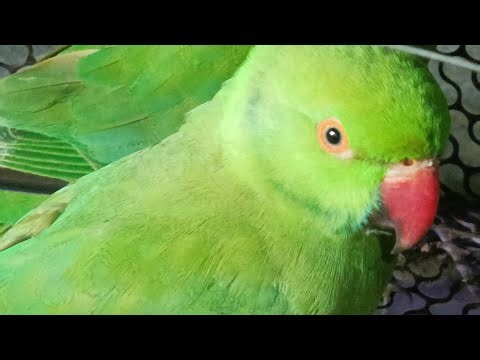best talking parrot live stream good morning my all friend 😊