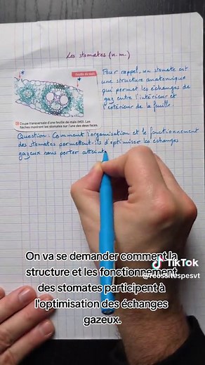 Stomates : Définition, Structure et Rôle en SVT Terminale