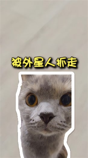 陳遵旨 | 我被外星人綁架了🙄 #抽象 #搞笑貓咪 #英短 #養貓 #養貓日常 | Instagram