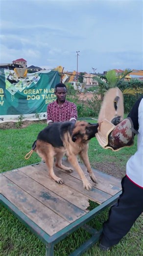 Guard dog training