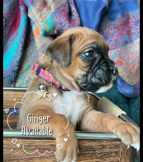 Little Miss Ginger ❤️ | Fawn Boxer Puppy at 3 Weeks. #boxerpuppy #puppy #boxerlove #fawnboxer
